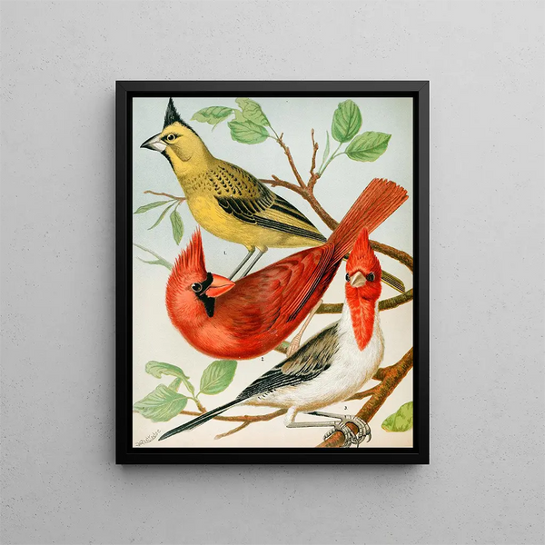 W A Blakston - CardinalsVirginian Nightingale.webp