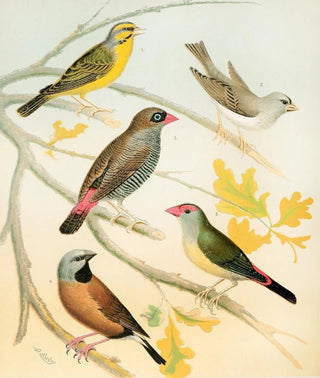 W A Blakston - Finches And Australian Waxbill.webp