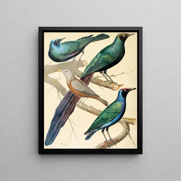 W A Blakston - Glossy Starlings Malabar Mynah.webp