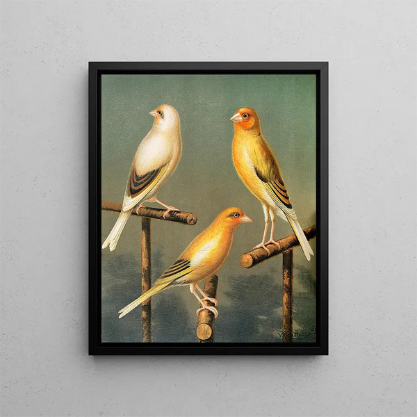 W A Blakston - Goldfinch And Canary Mules Marked And Variegated.webp
