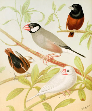 W A Blakston - Java Sparrows Nuns.webp