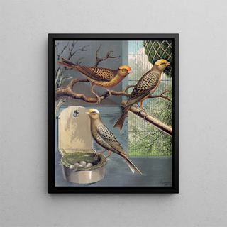 W A Blakston - Lizard Canaries.webp