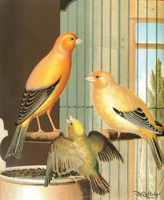 W A Blakston - London Fancy Canaries.webp