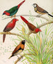 Pinson Papagei, Pinson Bichenos, Australischer Cramoisi-Pinson, Châtaigne-Brust-Pinson - W. A. Blakston — Ansicht des Kunstwerks