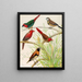 Pinson Papagei, Pinson Bichenos, Australischer Cramoisi-Pinson, Châtaigne-Brust-Pinson - W. A. Blakston — gerahmtes Bild an der Wand