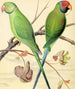 Perroquet mit Ringhals, Purpurkopf-Parakett - W. A. Blakston — Ansicht des Kunstwerks