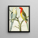 Perroquets rosella - W. A. Blakston — gerahmtes Bild an der Wand