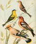 Siskin, tarin, jaseur, bec - gekreuzt - W. A. Blakston — Ansicht des Kunstwerks