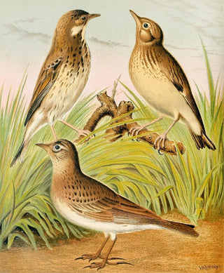 W A Blakston - Tree PipitSkylark Woodlark.webp