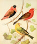Tisserands, orange Bouvreuil und Safran-Pinson aus Madagaskar - W. A. Blakston — Ansicht des Kunstwerks