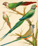 Conures mit weißen Ohren, Malabar-Papagei und Blaubeo-Papagei - W. A. Blakston — Ansicht des Kunstwerks
