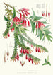 A Vaccinium Salignum Hf und T B Vaccinium Serpens Hf und T - Walter Hood Fitch — Ansicht des Kunstwerks