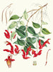 Aeschynanthus Peelii Hf und T - Walter Hood Fitch — Ansicht des Kunstwerks
