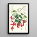 Aeschynanthus Peelii Hf und T - Walter Hood Fitch — gerahmtes Bild an der Wand