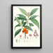 Aucuba Himalaica Hf und T - Walter Hood Fitch — gerahmtes Bild an der Wand