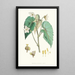Begonia Cathcartii H f und T - Walter Hood Fitch — gerahmtes Bild an der Wand