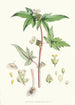 Begonia Gemmipara Hf und T - Walter Hood Fitch — Ansicht des Kunstwerks