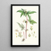 Begonia Gemmipara Hf und T - Walter Hood Fitch — gerahmtes Bild an der Wand