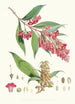 Buddleia Colvilei Hf und T - Walter Hood Fitch — Ansicht des Kunstwerks