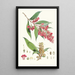 Buddleia Colvilei Hf und T - Walter Hood Fitch — gerahmtes Bild an der Wand