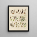 Botanischer Cryptogamen-Kunstdruck der Reise in die Antarktis der Schiffe HM Discovery Erebus und Terror in den Jahren 1839 Pl01 - Walter Hood Fitch — gerahmtes Bild an der Wand
