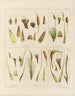 Botanischer Cryptogamen-Kunstdruck des Antarktis-Expeditions der Schiffe HM Discovery Erebus und Terror in den Jahren 1839 Pl02 - Walter Hood Fitch — Ansicht des Kunstwerks