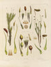 Botanischer Cryptogamen-Kunstdruck der Reise in die Antarktis der Schiffe HM Discovery Erebus und Terror in den Jahren 1839 Pl03 - Walter Hood Fitch — Ansicht des Kunstwerks
