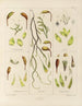 Botanischer Cryptogamen-Kunstdruck der Reise in die Antarktis der Schiffe HM Discovery Erebus und Terror in den Jahren 1839 Pl05 - Walter Hood Fitch — Ansicht des Kunstwerks
