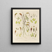 Botanischer Cryptogamen-Kunstdruck der Reise in die Antarktis der Schiffe HM Discovery Erebus und Terror in den Jahren 1839 Pl05 - Walter Hood Fitch — gerahmtes Bild an der Wand