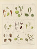 Botanischer Cryptogamen-Kunstdruck des Reiseberichts in die Antarktis der Schiffe HM Discovery Erebus und Terror in den Jahren 1839 Pl06 - Walter Hood Fitch — Ansicht des Kunstwerks