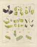 Botanischer Cryptogamen-Kunstdruck der Reise in die Antarktis der Schiffe HM Discovery Erebus und Terror in den Jahren 1839 Pl08 - Walter Hood Fitch — Ansicht des Kunstwerks