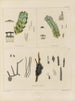 Botanischer Cryptogamen-Kunstdruck der Reise in die Antarktis der Schiffe HM Discovery Erebus und Terror in den Jahren 1839 Pl11 - Walter Hood Fitch — Ansicht des Kunstwerks