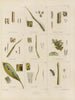Botanischer Cryptogamen-Kunstdruck der Reise in die Antarktis der Schiffe HM Discovery Erebus und Terror in den Jahren 1839 Pl12 - Walter Hood Fitch — Ansicht des Kunstwerks