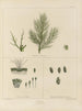 Botanischer Cryptogamen-Kunstdruck der Reise in die Antarktis der Schiffe HM Discovery Erebus und Terror in den Jahren 1839 Pl13 - Walter Hood Fitch — Ansicht des Kunstwerks