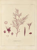 Botanischer Kryptogamen-Kunstdruck des Antarctic-Expeditions der Schiffe HM Discovery Erebus und Terror in den Jahren 1839 Pl14 - Walter Hood Fitch — Ansicht des Kunstwerks