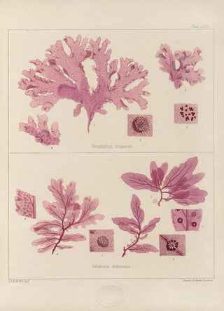 Walter Hood Fitch - Cryptogamic botany of the Antarctic voyage of HM Discovery ships Erebus and Terror in the years 1839 Pl15.webp