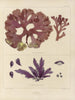 Botanisches Cryptogamengemälde der Reise in die Antarktis der Schiffe HM Discovery Erebus und Terror in den Jahren 1839 Pl16 - Walter Hood Fitch — Ansicht des Kunstwerks
