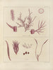 Botanischer Cryptogamen-Kunstdruck der Reise in die Antarktis der Schiffe HM Discovery Erebus und Terror in den Jahren 1839–1840 - Walter Hood Fitch — Ansicht des Kunstwerks