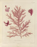 Botanisches Cryptogamengemälde der Reise in die Antarktis der Schiffe HM Discovery Erebus und Terror in den Jahren 1839 Pl21 - Walter Hood Fitch — Ansicht des Kunstwerks