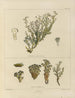 Botanisches Cryptogamengemälde der Reise in die Antarktis der Schiffe HM Discovery Erebus und Terror in den Jahren 1839 Pl24 - Walter Hood Fitch — Ansicht des Kunstwerks