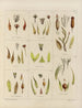 Botanischer Cryptogamen-Kunstdruck der Reise in die Antarktis der Schiffe HM Discovery Erebus und Terror in den Jahren 1839 Pl25 - Walter Hood Fitch — Ansicht des Kunstwerks