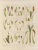 Botanischer Cryptogamen-Kunstdruck der Reise in die Antarktis der Schiffe HM Discovery Erebus und Terror in den Jahren 1839 Pl26 - Walter Hood Fitch — Ansicht des Kunstwerks