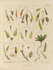 Botanischer Cryptogamen-Kunstdruck der Reise in die Antarktis der Schiffe HM Discovery Erebus und Terror in den Jahren 1839 Pl27 - Walter Hood Fitch — Ansicht des Kunstwerks