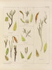 Botanisches Cryptogamengemälde der Reise in die Antarktis der Schiffe HM Discovery Erebus und Terror in den Jahren 1839 Pl28 - Walter Hood Fitch — Ansicht des Kunstwerks
