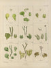 Botanischer Cryptogamen-Kunstdruck der Reise in die Antarktis der Schiffe HM Discovery Erebus und Terror in den Jahren 1839 Pl31 - Walter Hood Fitch — Ansicht des Kunstwerks
