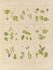 Botanischer Cryptogamen-Kunstdruck der Reise in die Antarktis der Schiffe HM Discovery Erebus und Terror in den Jahren 1839 Pl34 - Walter Hood Fitch — Ansicht des Kunstwerks