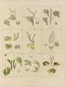 Botanisches Cryptogamengemälde der Reise in die Antarktis der Schiffe HM Discovery Erebus und Terror in den Jahren 1839 Pl35 - Walter Hood Fitch — Ansicht des Kunstwerks