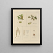 Botanischer Cryptogamen-Kunstdruck der Reise in die Antarktis der Schiffe HM Discovery Erebus und Terror in den Jahren 1839 Pl37 - Walter Hood Fitch — gerahmtes Bild an der Wand