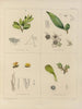 Botanisches Cryptogamengemälde der Reise in die Antarktis der Schiffe HM Discovery Erebus und Terror in den Jahren 1839 Pl38 - Walter Hood Fitch — Ansicht des Kunstwerks