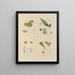 Botanisches Cryptogamengemälde der Reise in die Antarktis der Schiffe HM Discovery Erebus und Terror in den Jahren 1839 Pl38 - Walter Hood Fitch — gerahmtes Bild an der Wand